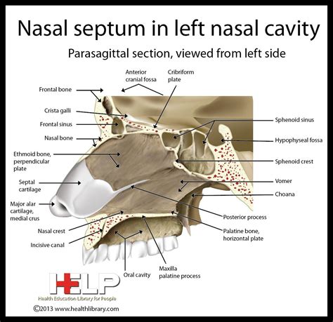 septum nasal - canula nasal